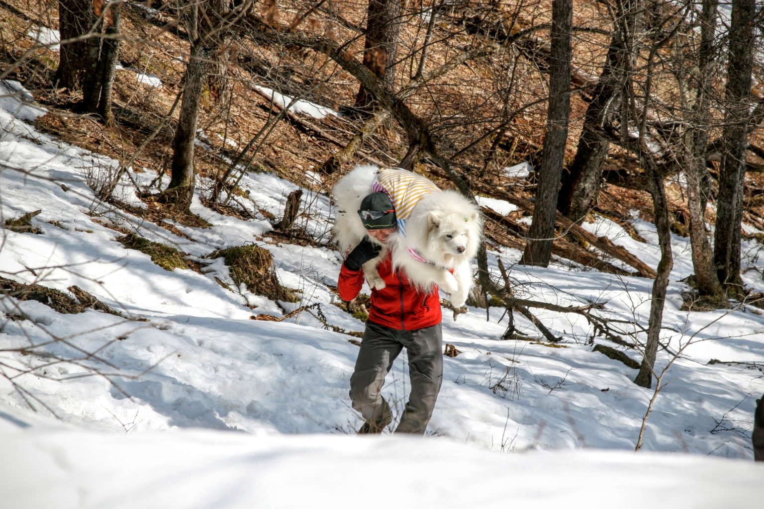 犬連れActivityのご紹介！ スノートレッキング雪不足編(笑) | ドギー・ワンダーランド